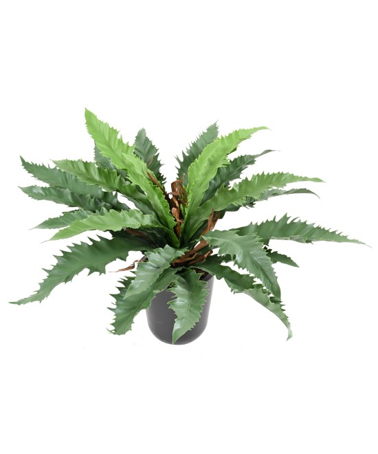 Kunstaspleenium dakila