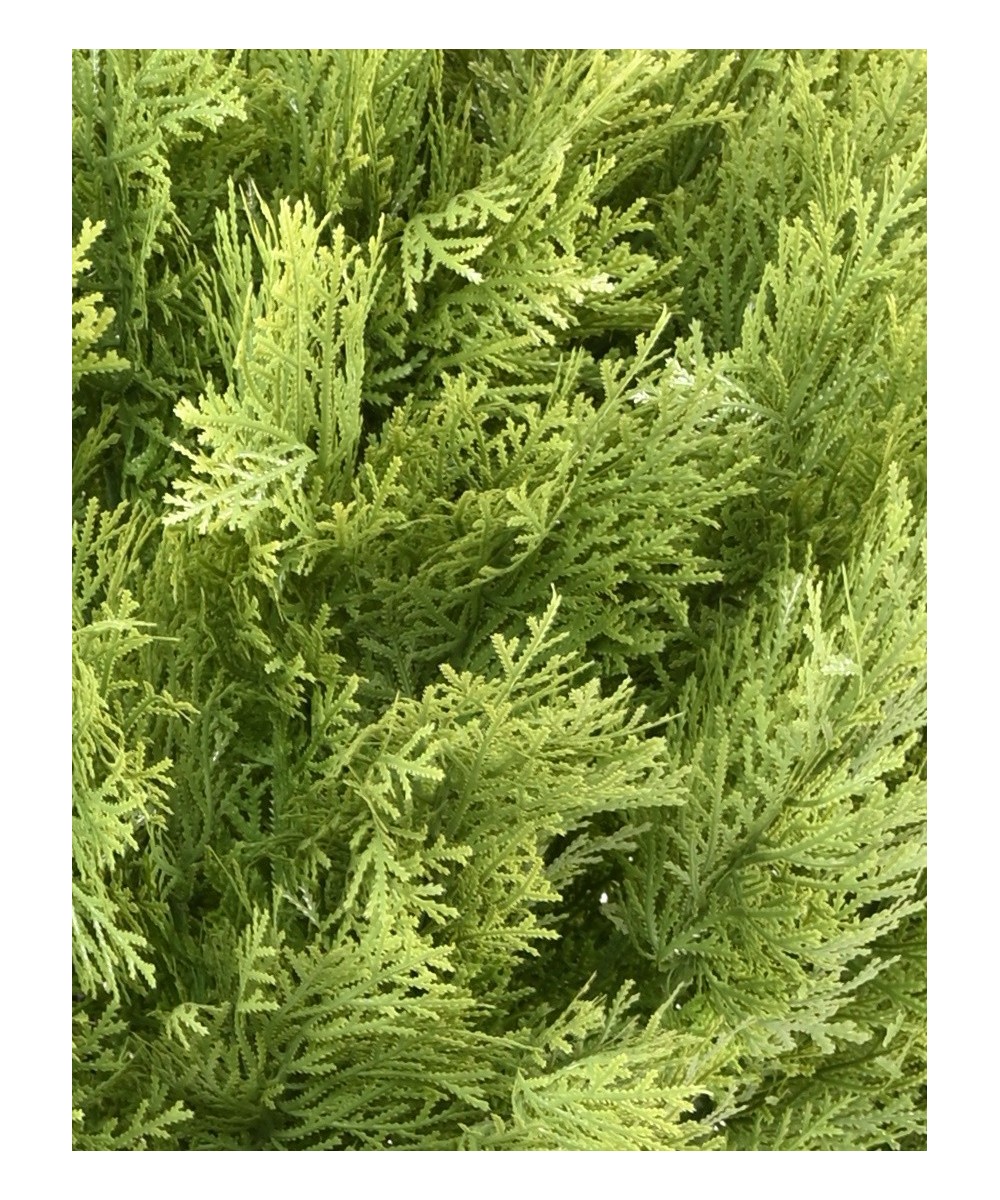 Artificial Cypress (juniperus vj) round 35