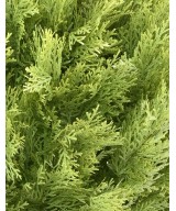 Kunstküpress (juniperus vj) ümmargune 35