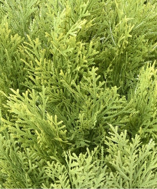 Artificial Cypress (juniperus vj) round 65