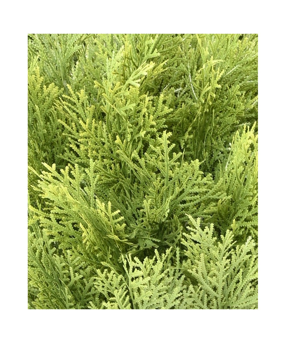 Artificial Cypress (juniperus vj) round 65
