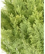 Kunstküpress (juniperus vj) ümmargune 80