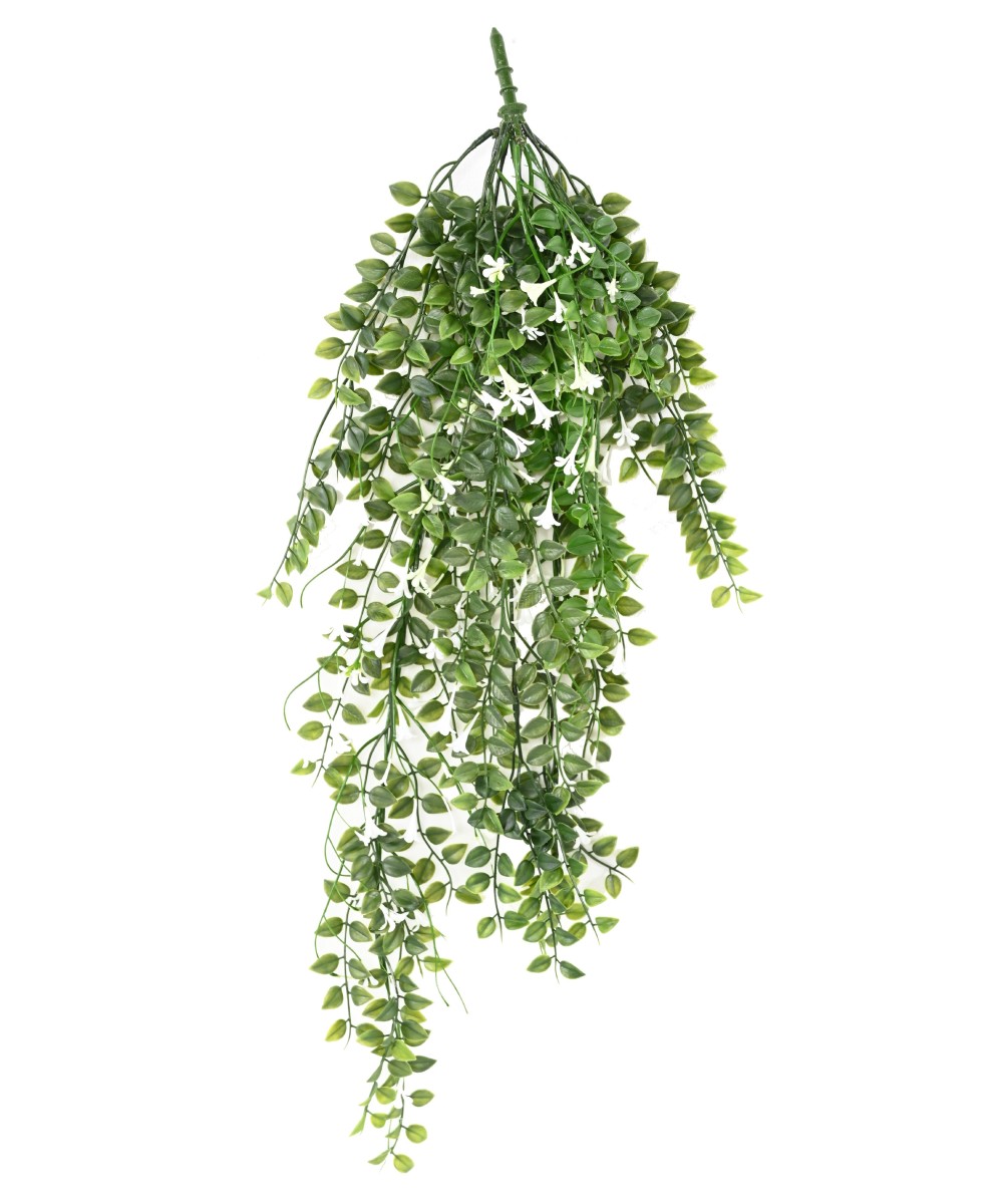 Artificial flowering Dischidia