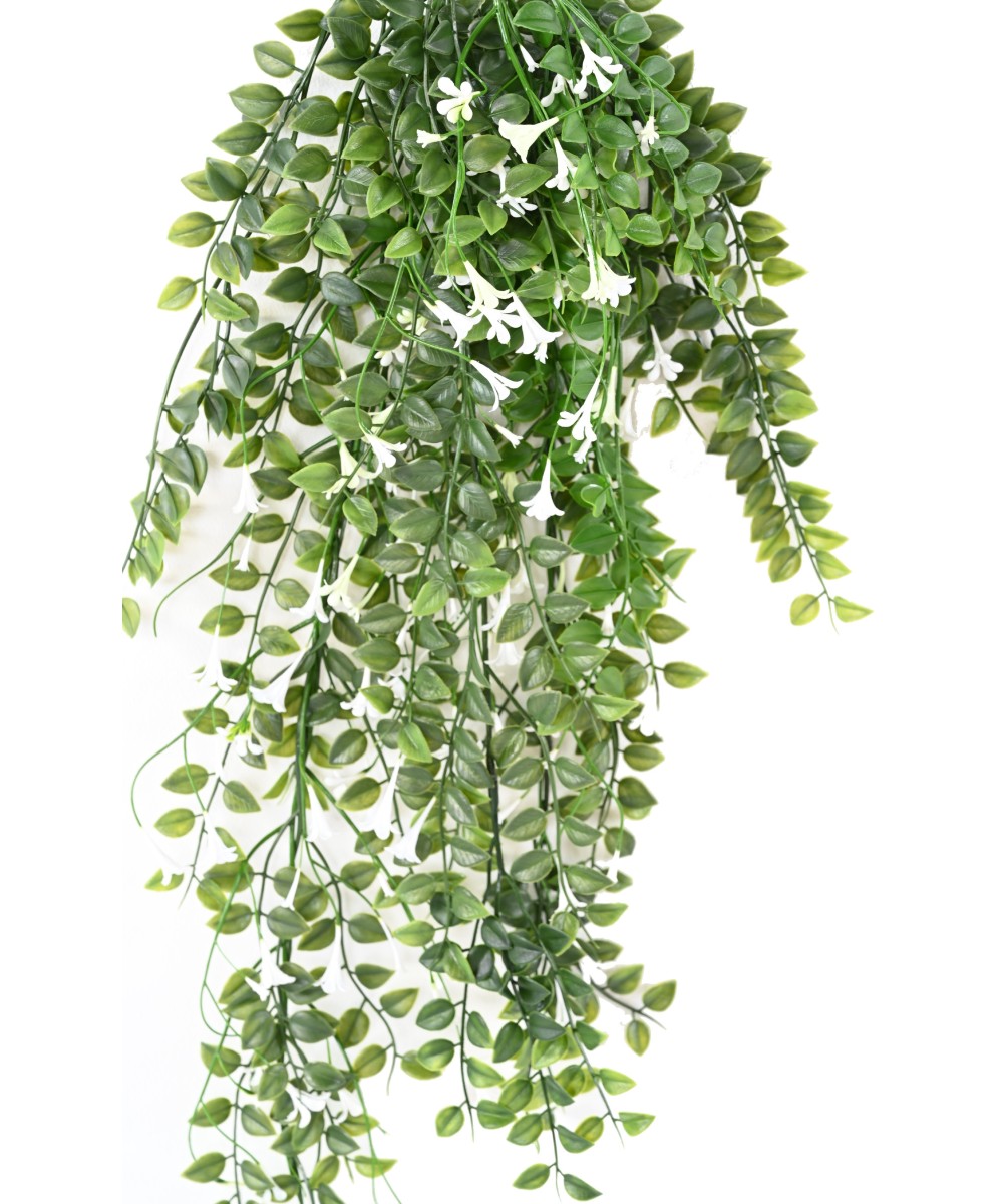 Artificial flowering Dischidia