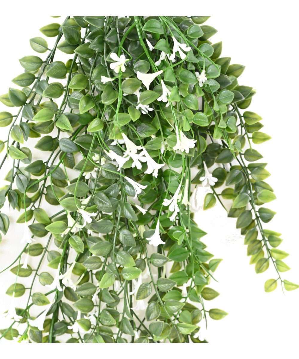 Artificial flowering Dischidia