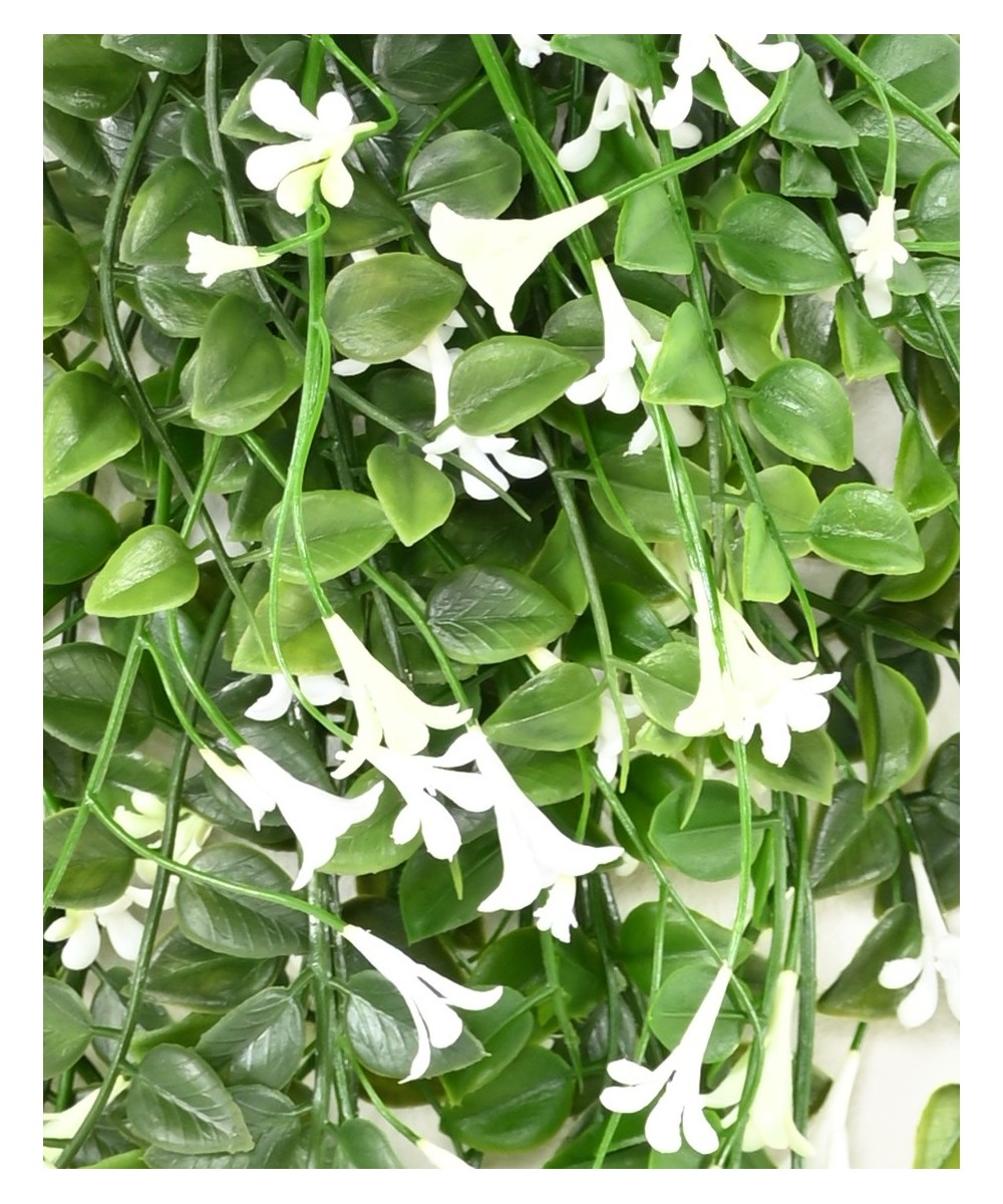 Artificial flowering Dischidia