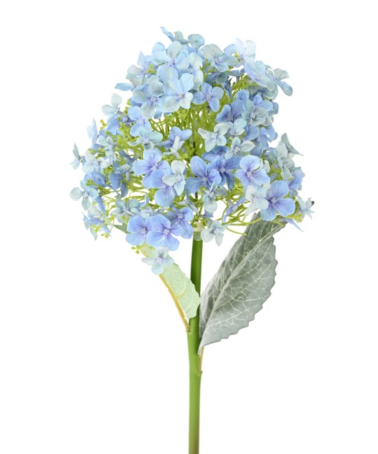 Kunshortensia
