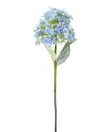 Kunshortensia