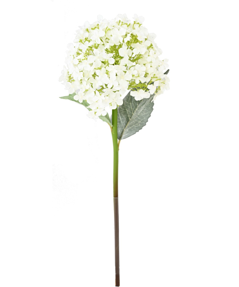 Kunshortensia