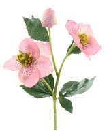 Artificial HELLEBORUS