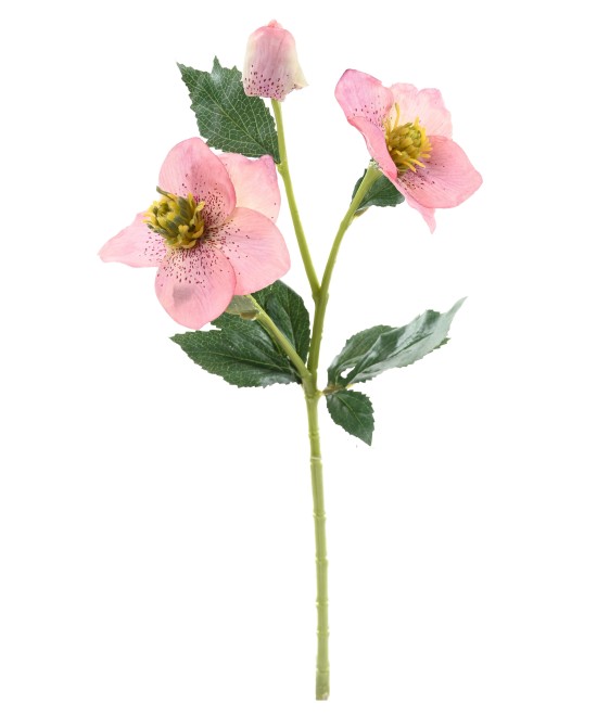 Artificial HELLEBORUS