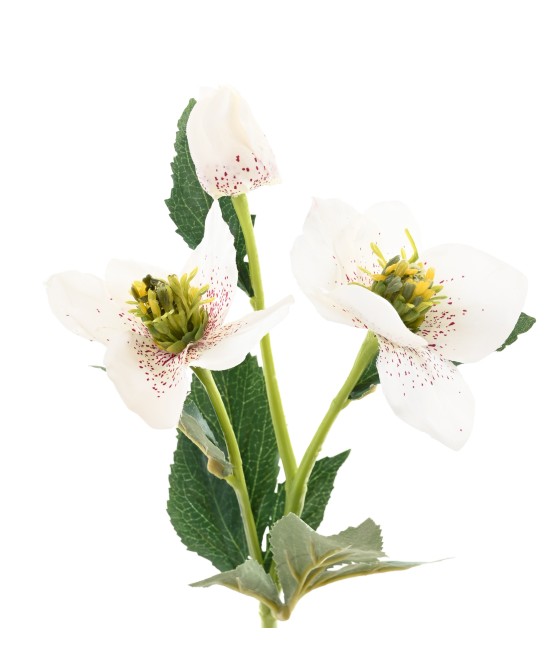 Artificial HELLEBORUS