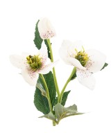 Artificial HELLEBORUS