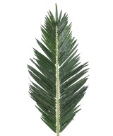 Artificial PALM TREE ROYAL FOLIAGE 180