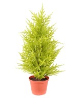Artificial Juniperus (cupressus macrocarpa gold)