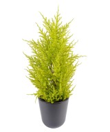 Artificial Juniperus (cupressus macrocarpa gold)