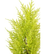 Artificial Juniperus (cupressus macrocarpa gold)