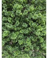 Artificial Green wall panel M 50*50