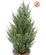 Artificial CYPRESS JUNIPERUS (juniperus vj) 50 CM FR - Fire Resistant