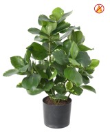 Kunstlik Clusia 45 FR - Tulekindel