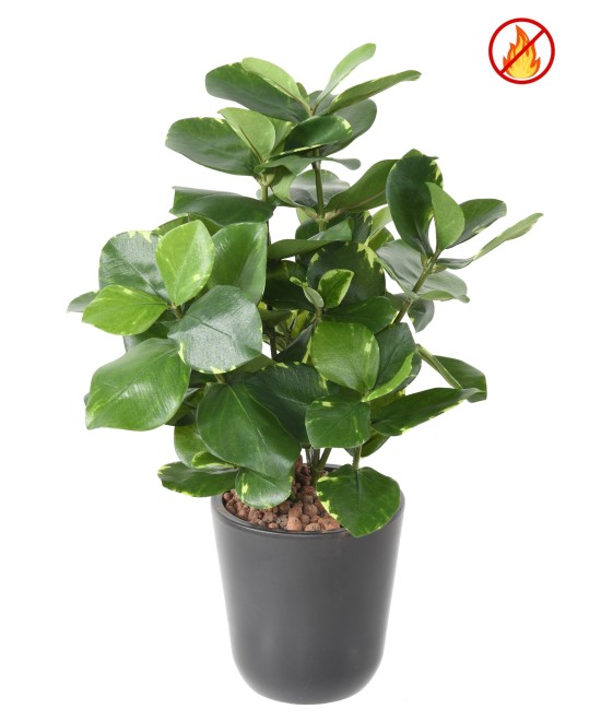 Kunstlik Clusia 45 FR - Tulekindel