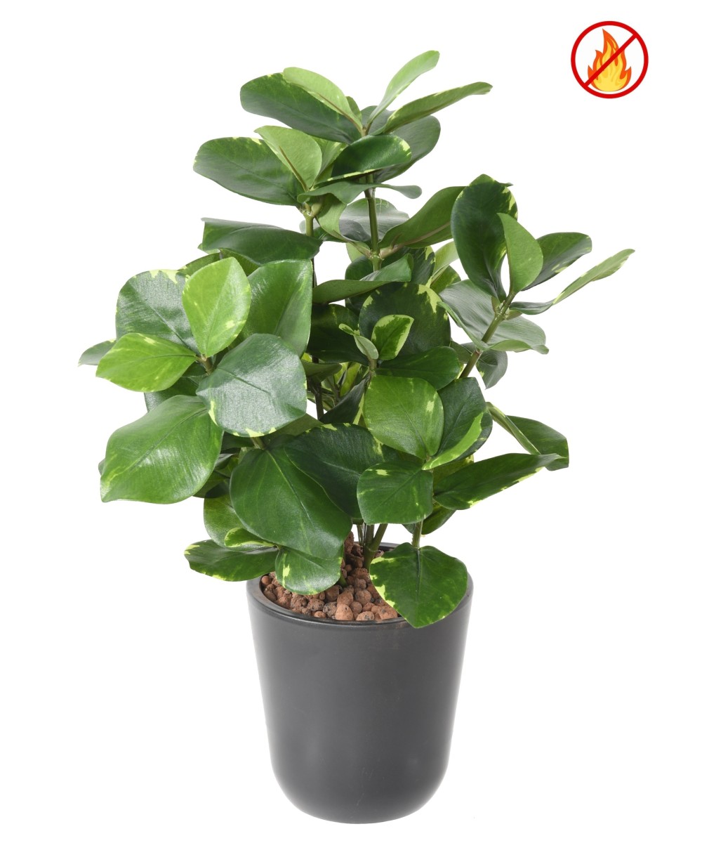 Kunstlik Clusia 45 FR - Tulekindel
