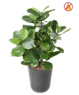 Kunstlik Clusia 45 FR - Tulekindel