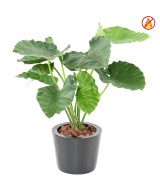 Kunstlik alokaasia calidora TB FR - tulekindel