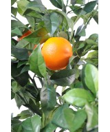 Artificial orange tree NEW