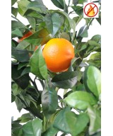 Artificial orange tree new FR - Fire Resistant