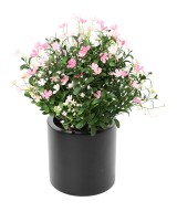 Artificial Soapwort L