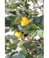 Artificial lemon tree NEW