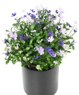 Artificial Soapwort L