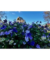 Artificial Soapwort L
