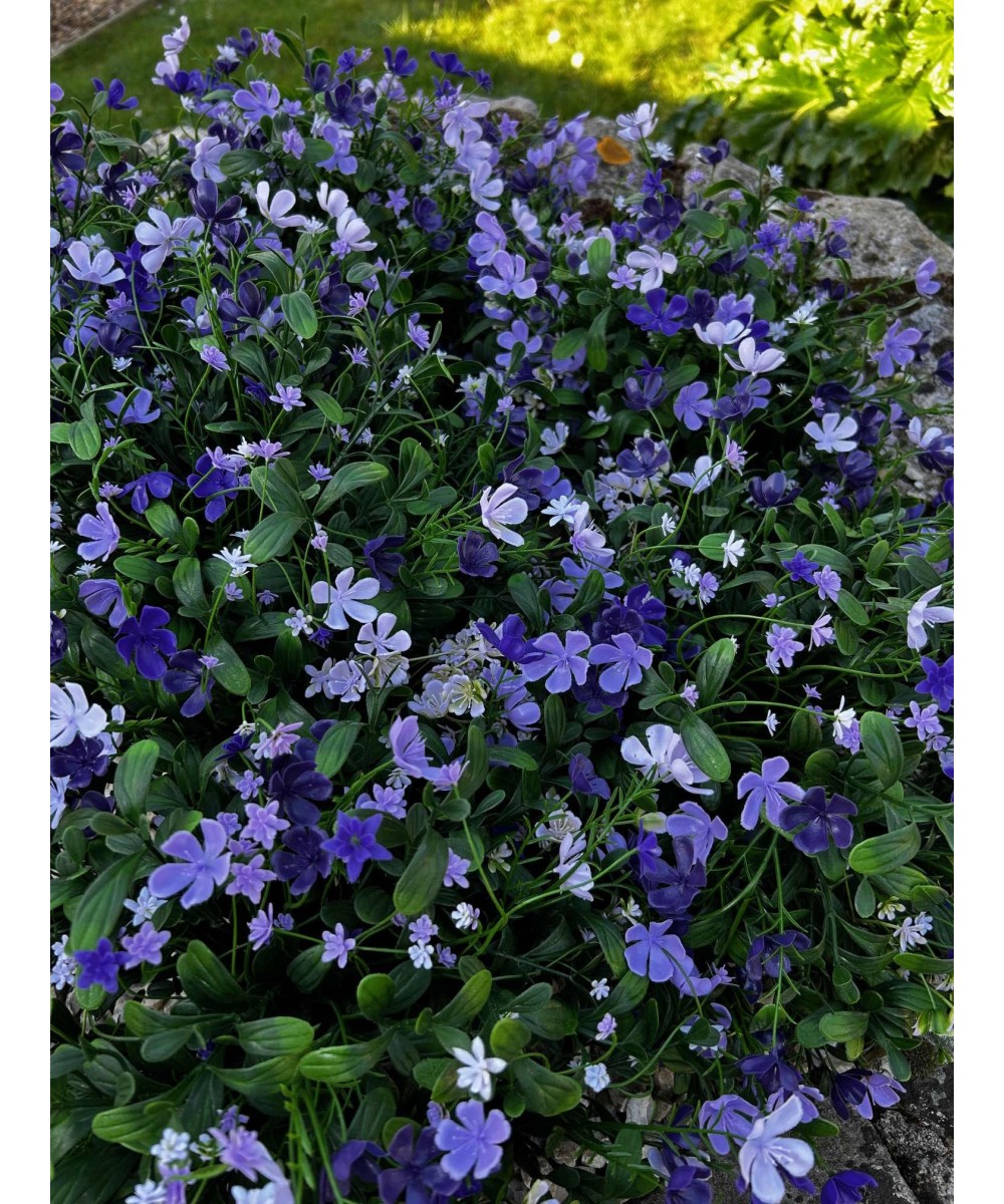 Artificial Soapwort L