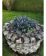 Artificial Soapwort L