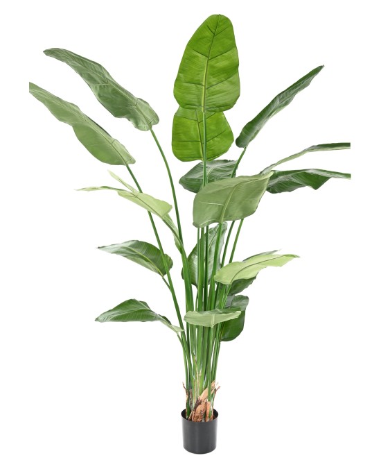 Kunstlik STRELITZIA NICOLAI
