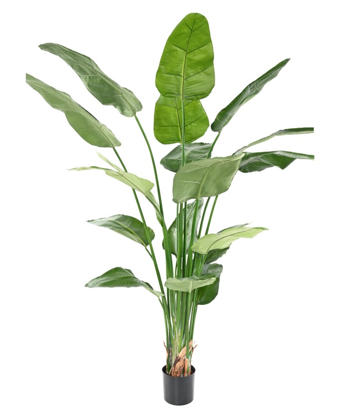 Kunstlik STRELITZIA NICOLAI