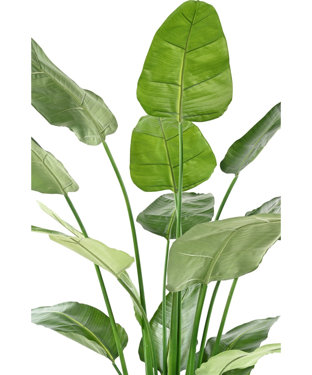Kunstlik STRELITZIA NICOLAI
