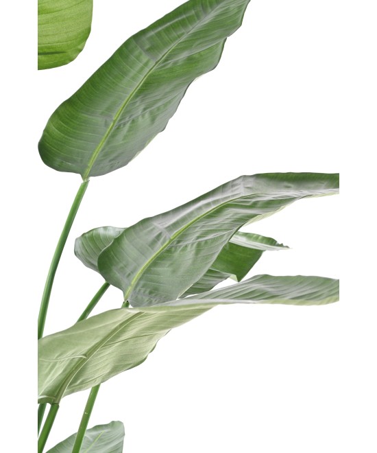 Kunstlik STRELITZIA NICOLAI