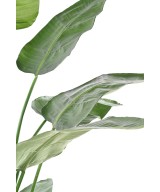 Kunstlik STRELITZIA NICOLAI