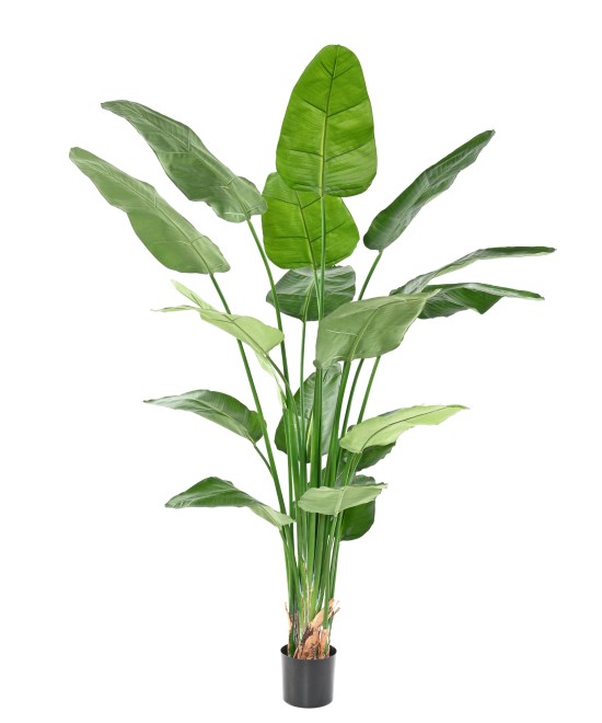 Kunstlik STRELITZIA NICOLAI