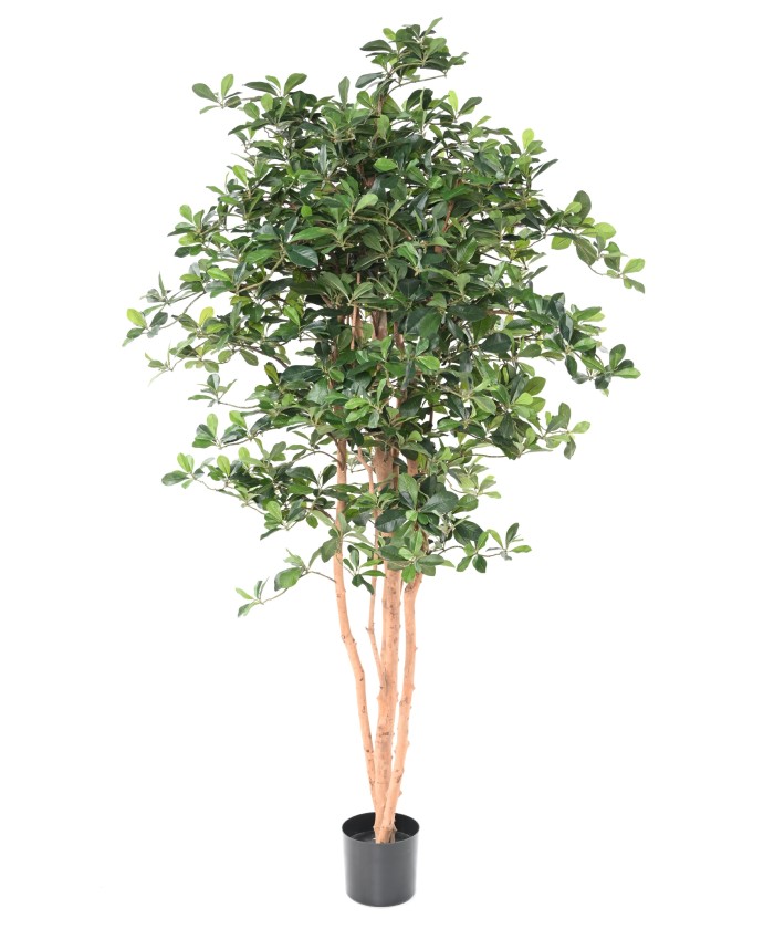 Artificial FICUS BLACK OLIVE 178