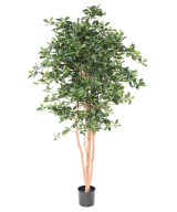 Artificial FICUS BLACK OLIVE 178