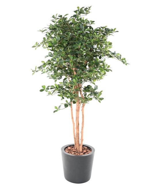 Artificial FICUS BLACK OLIVE 178