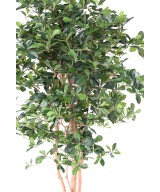 Artificial FICUS BLACK OLIVE 178