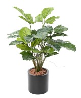 Kunstlik tetrastigma 70
