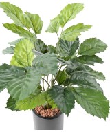 Kunstlik tetrastigma 70