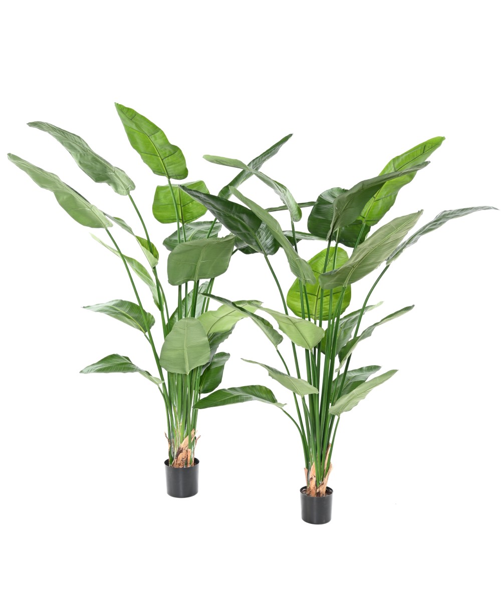 Kunstlik STRELITZIA NICOLAI