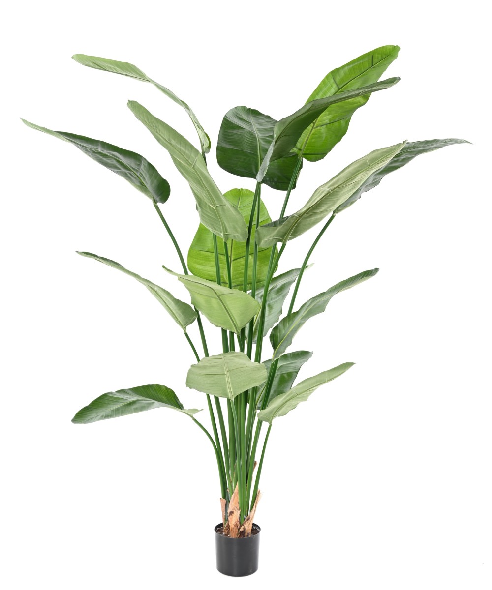 Kunstlik STRELITZIA NICOLAI